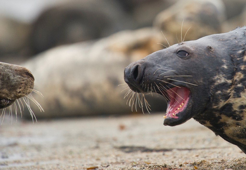 Grijze zeehonden - foto: Martin Steenhaut