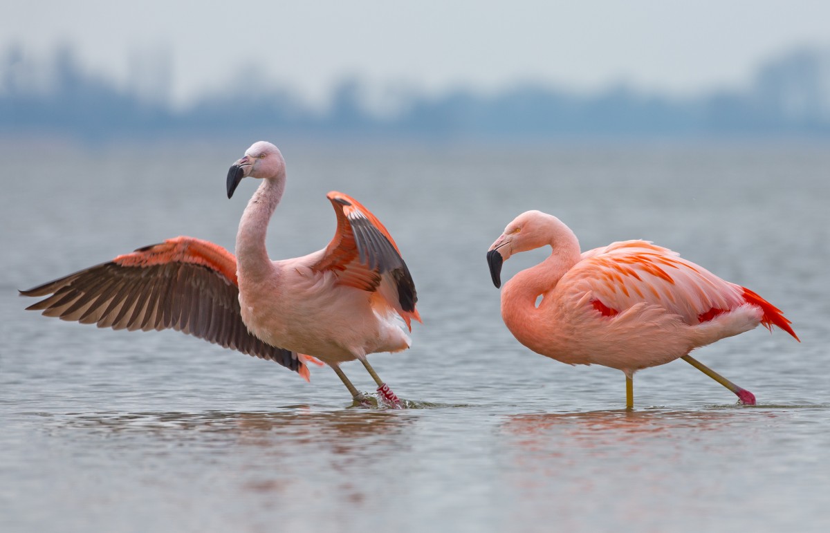 Chileense flamingo's - foto: Menno Schaefer