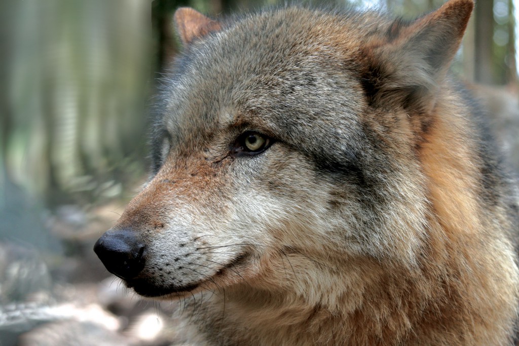 Europese wolf - foto: Kenny Kenner