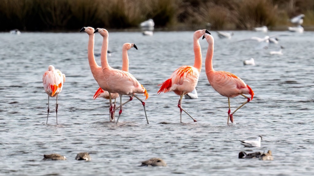 Flamingo's - foto: Gerard Manders