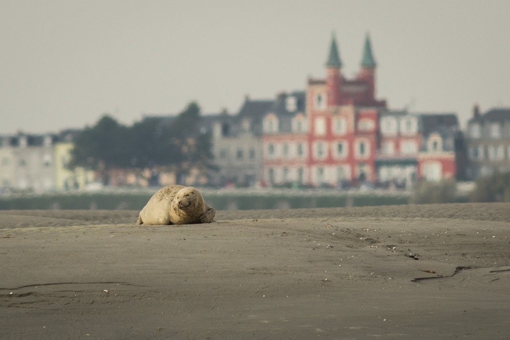 Zeehond met Le Crotoy op de achtergrond - foto: Jef Pauwels