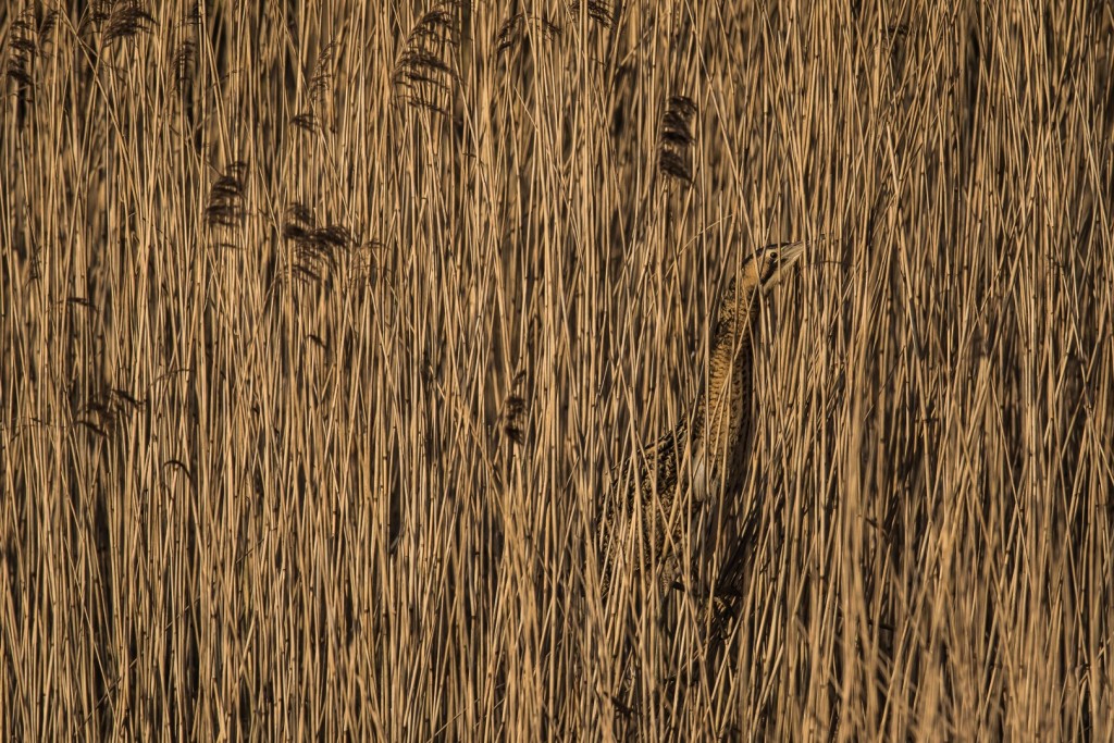 Roerdomp - foto: Patrick van der Putten Roerdomp - foto: Patrick van der Putten