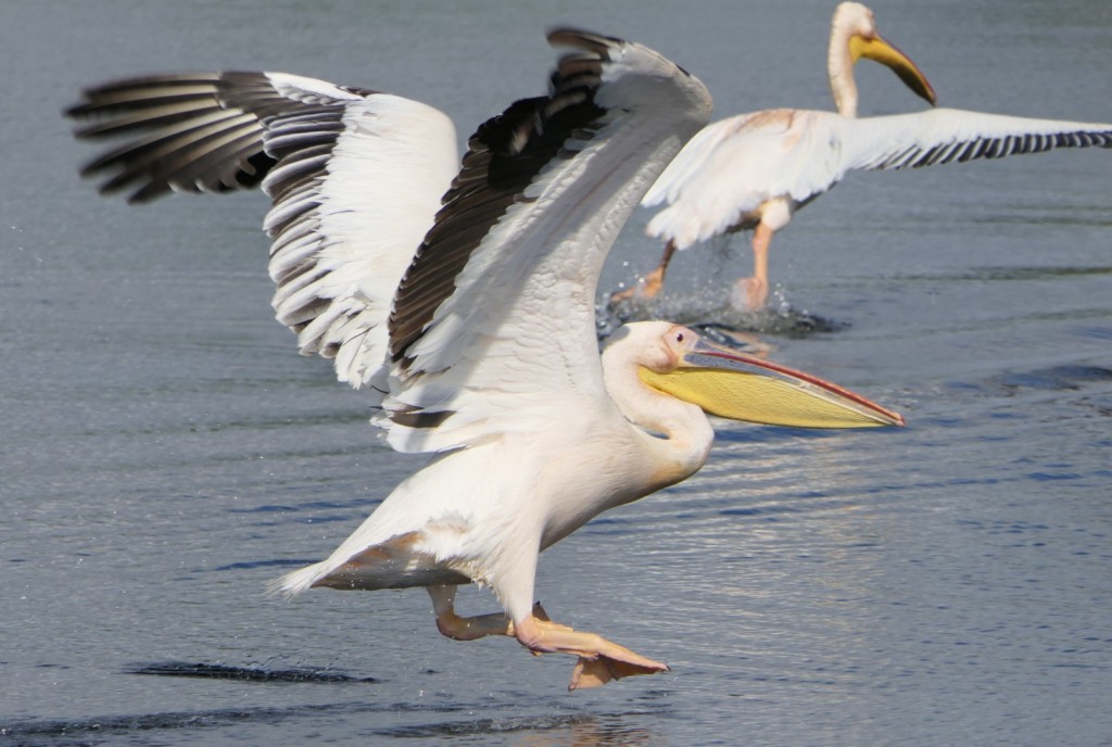 Roze pelikanen - foto: Wim Van Riet