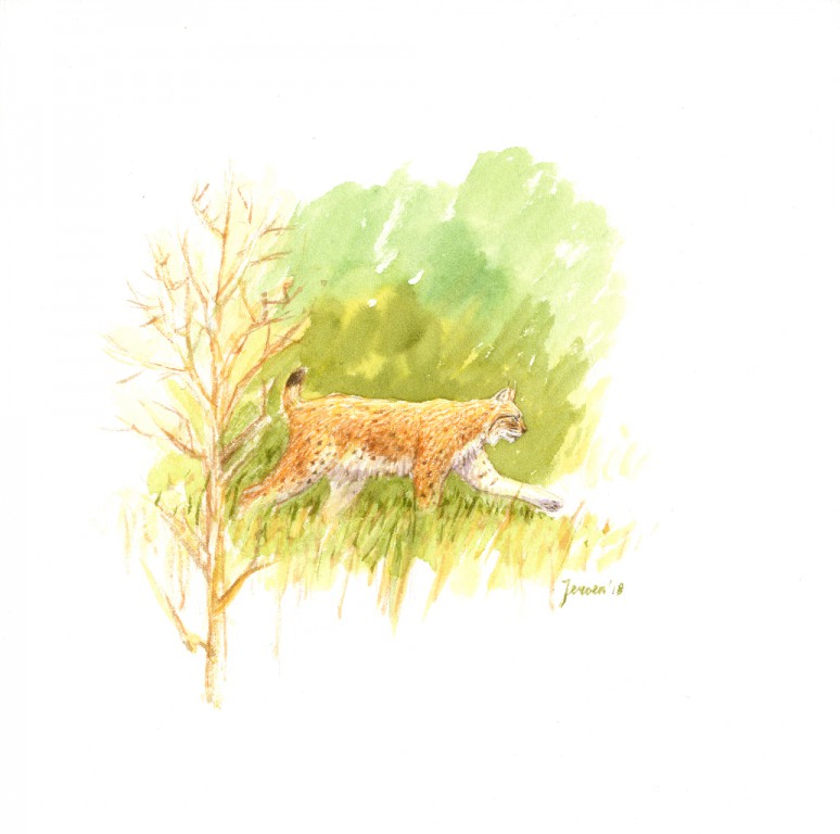 Lynx in Sint-Martens-Voeren - tekening: Jeroen Helmer Lynx in Sint-Martens-Voeren - tekening: Jeroen Helmer
