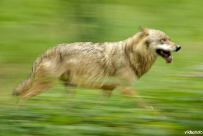 Wolf in draf - foto: Rollin Verlinde
